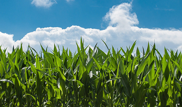 農業機器人 農業機器人